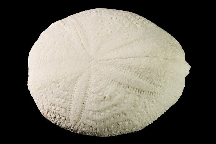 Fossil Sea Urchin (Eupatagus) - Florida #161278